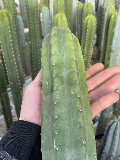 1c53a1796b8183cc.jpg Pachanoi - Trichocereus San Pedro cactus clone photo 4