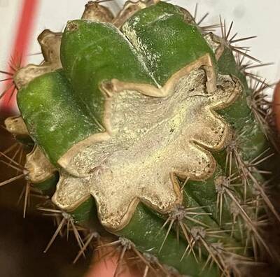 0365802cc2e93be5.jpg Pachanoi - Trichocereus San Pedro cactus clone photo 1