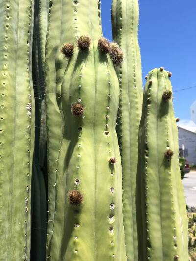 0e5f99ca6ac579a7.jpg Pachanoi - Trichocereus San Pedro cactus clone photo 17
