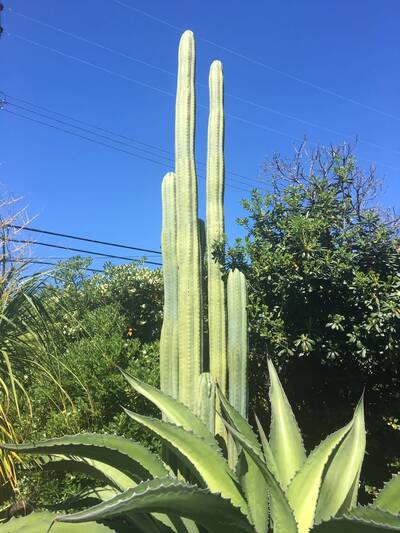 17192d957f895a03.jpg Pachanoi - Trichocereus San Pedro cactus clone photo 18