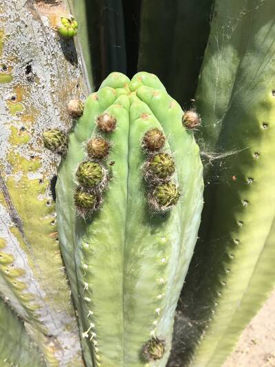 1a0574ba7554437d.jpg Pachanoi - Trichocereus San Pedro cactus clone photo 19
