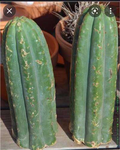 1c51dddfbc734b1b.jpg Pachanoi - Trichocereus San Pedro cactus clone photo 2