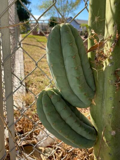 2570df5a1fe4f51e.jpg Pachanoi - Trichocereus San Pedro cactus clone photo 5