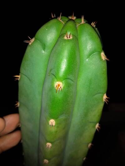 4fa871c1cd661995.jpg Pachanoi - Trichocereus San Pedro cactus clone photo 11