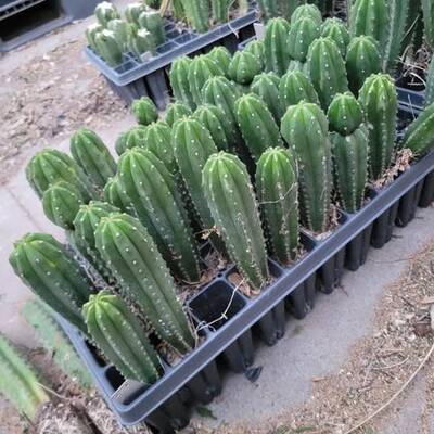 57a68b29d6a1742b.jpg Pachanoi - Trichocereus San Pedro cactus clone photo 16