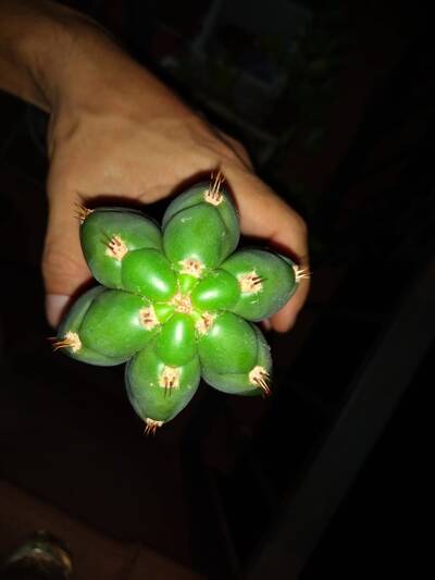 59305caf76d8c94a.jpg Pachanoi - Trichocereus San Pedro cactus clone photo 12