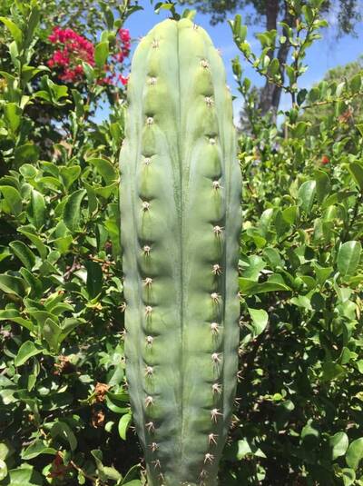 615594d2ca5e399e.jpg Pachanoi - Trichocereus San Pedro cactus clone photo 10
