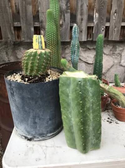 63268edc9c570e16.jpg Pachanoi - Trichocereus San Pedro cactus clone photo 22