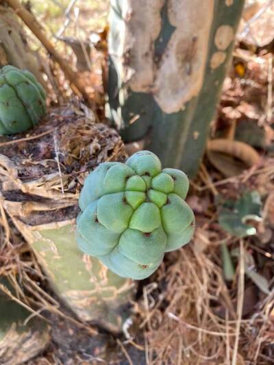 6927ac00cd1e1d5e.jpg Pachanoi - Trichocereus San Pedro cactus clone photo 6