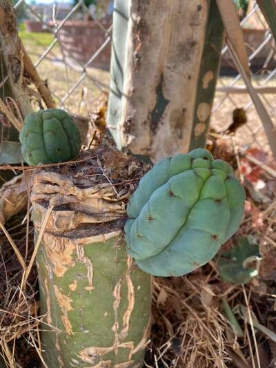 89c48d3fcb172550.jpg Pachanoi - Trichocereus San Pedro cactus clone photo 7