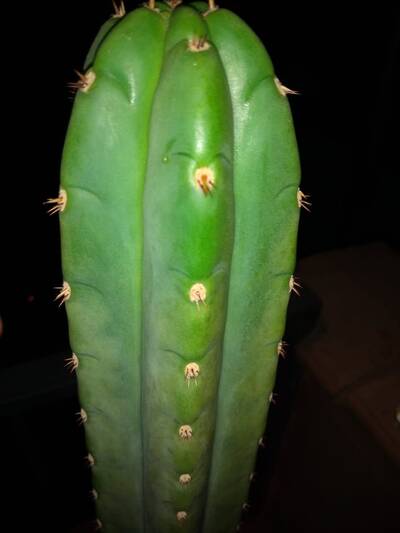 8cc44b7d1f479a6f.jpg Pachanoi - Trichocereus San Pedro cactus clone photo 13