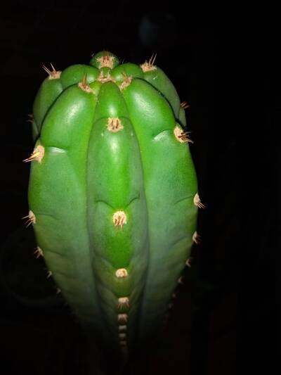 9bec10add0334b6d.jpg Pachanoi - Trichocereus San Pedro cactus clone photo 14