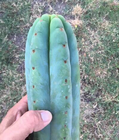 a86642ee8e53b136.jpg Pachanoi - Trichocereus San Pedro cactus clone photo 8