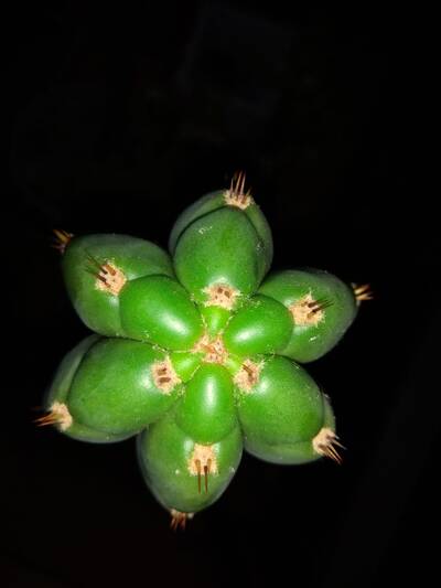 ba6cd230f7f3fa00.jpg Pachanoi - Trichocereus San Pedro cactus clone photo 15