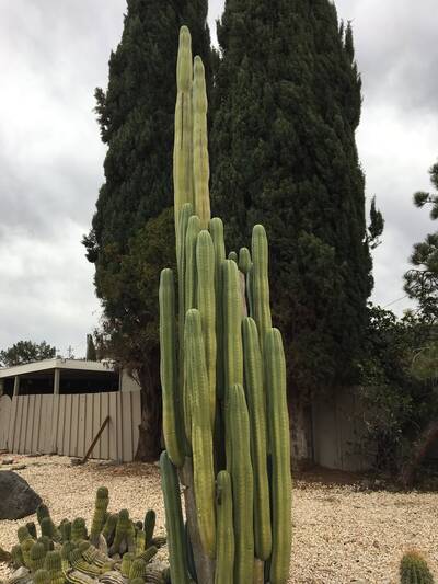 dc9c9166d6e95153.jpg Pachanoi - Trichocereus San Pedro cactus clone photo 23