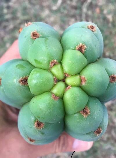 eede3a590607d75e.jpg Pachanoi - Trichocereus San Pedro cactus clone photo 9
