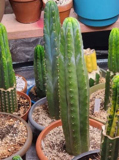 f96138546e181407.jpg Pachanoi - Trichocereus San Pedro cactus clone photo 24