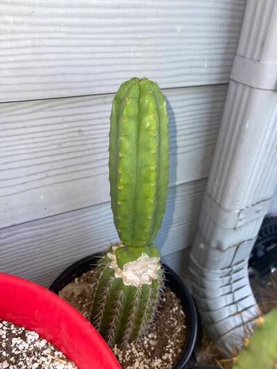 fec1b3e34a706e9b.jpg Pachanoi - Trichocereus San Pedro cactus clone photo 3