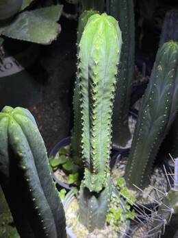 797e981d5cc9dfc2.jpg