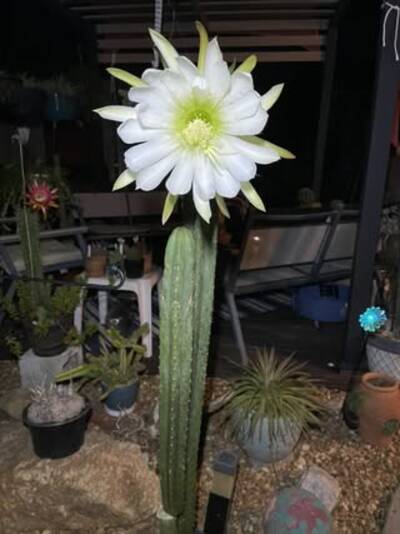 23afca80260d6b22.jpg JS336 Jessica - Trichocereus San Pedro cactus clone photo 1