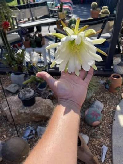 8e0f4d2898890006.jpg JS336 Jessica - Trichocereus San Pedro cactus clone photo 2