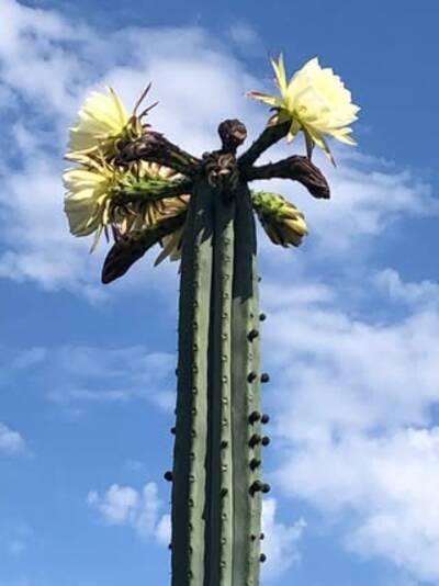 js444 - Trichocereus San Pedro cactus clone photo 1