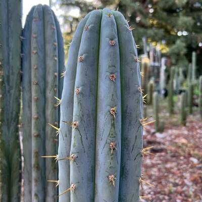 js444 - Trichocereus San Pedro cactus clone photo 2