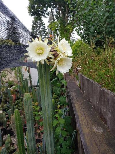 js444 - Trichocereus San Pedro cactus clone photo 3