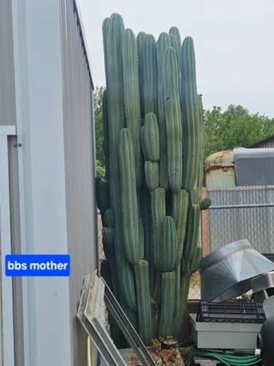 js444 - Trichocereus San Pedro cactus clone photo 4