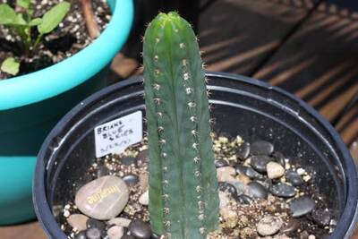js444 - Trichocereus San Pedro cactus clone photo 5