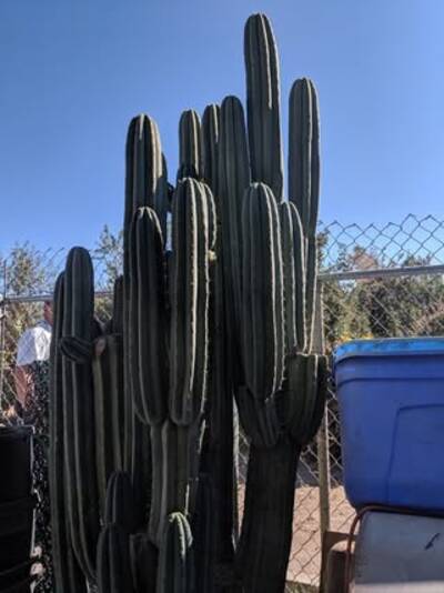 js444 - Trichocereus San Pedro cactus clone photo 6
