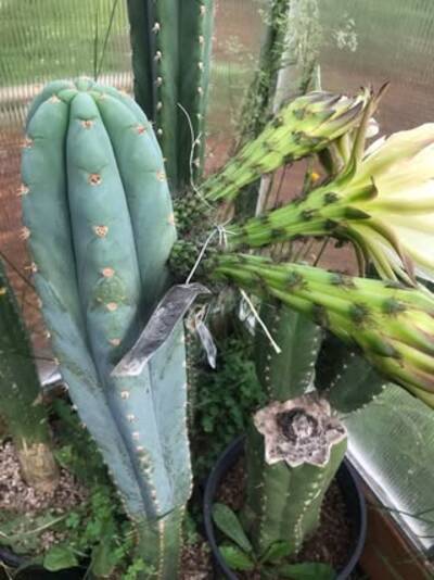 js444 - Trichocereus San Pedro cactus clone photo 7
