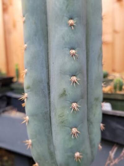 js444 - Trichocereus San Pedro cactus clone photo 8