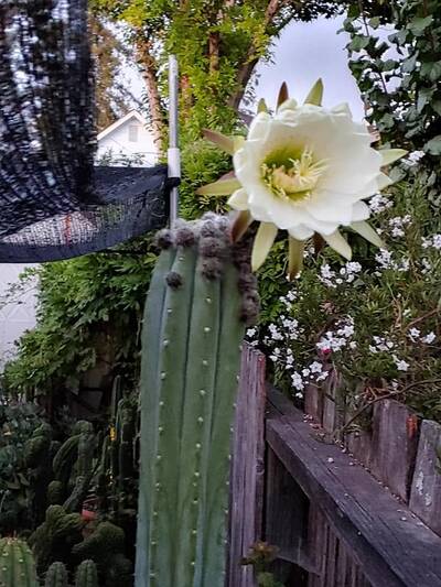 js444 - Trichocereus San Pedro cactus clone photo 9