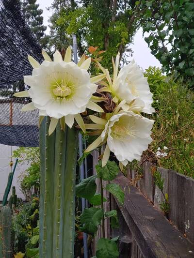 js444 - Trichocereus San Pedro cactus clone photo 10