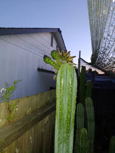 js444 - Trichocereus San Pedro cactus clone photo 11