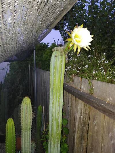 js444 - Trichocereus San Pedro cactus clone photo 12