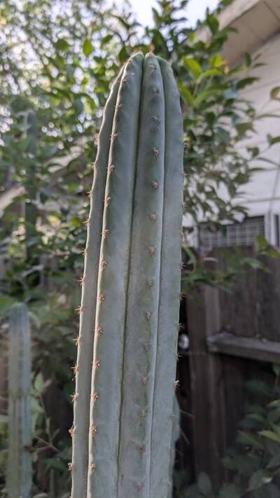 90463f058aeb946a.jpg Juuls Giant - Trichocereus San Pedro cactus clone photo 1