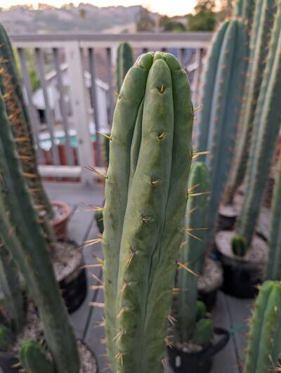 Jiimz Twin Spine - Trichocereus San Pedro cactus clone photo 1