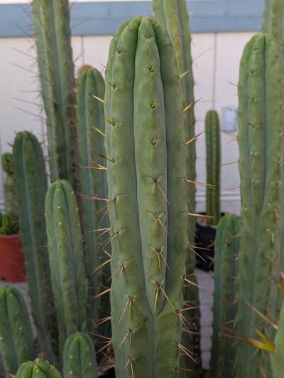 Jiimz Twin Spine - Trichocereus San Pedro cactus clone photo 2