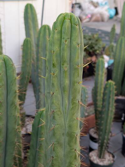 Jiimz Twin Spine - Trichocereus San Pedro cactus clone photo 4