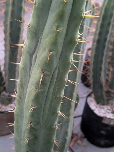 Jiimz Twin Spine - Trichocereus San Pedro cactus clone photo 3