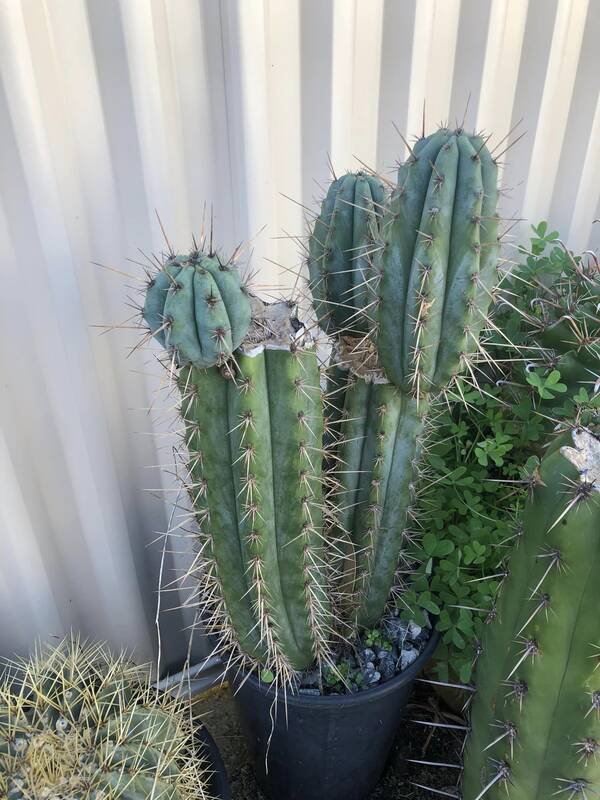 kojonup-red-spine1.jpg