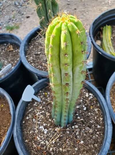 kk242 - Trichocereus San Pedro cactus clone photo 1