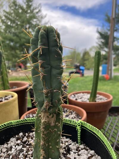 kk242 - Trichocereus San Pedro cactus clone photo 2