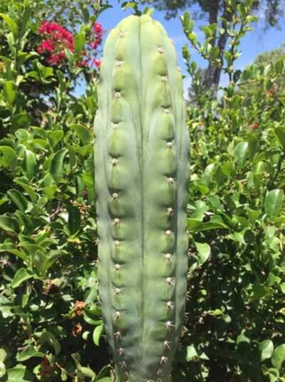 cd35876b6d64cc78.jpg KT-Ogun - Trichocereus San Pedro cactus clone photo 1