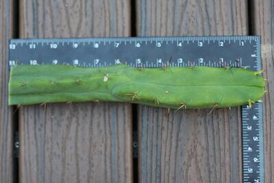 a41ad3d8467a0c65.jpg Kumeyaay Bridgesii - Trichocereus San Pedro cactus clone photo 2