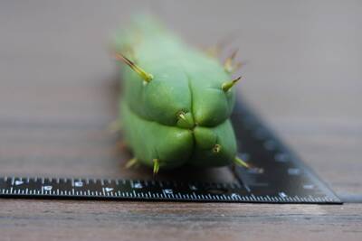c52a8fd9f3036b16.jpg Kumeyaay Bridgesii - Trichocereus San Pedro cactus clone photo 4