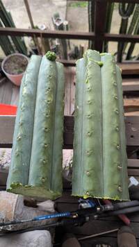 KK339 - Trichocereus San Pedro cactus clone photo 2
