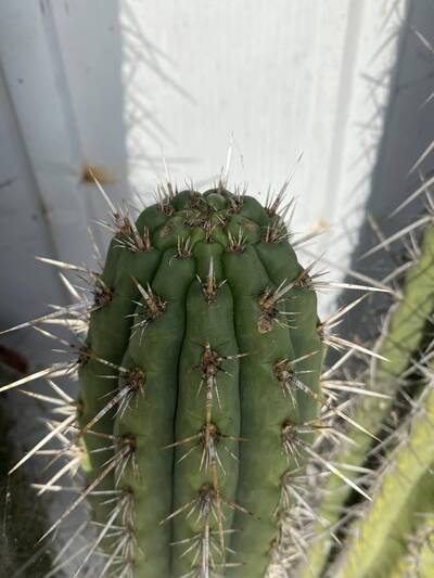 0486c935fd9543d3.jpg Lindsay - Trichocereus San Pedro cactus clone photo 1